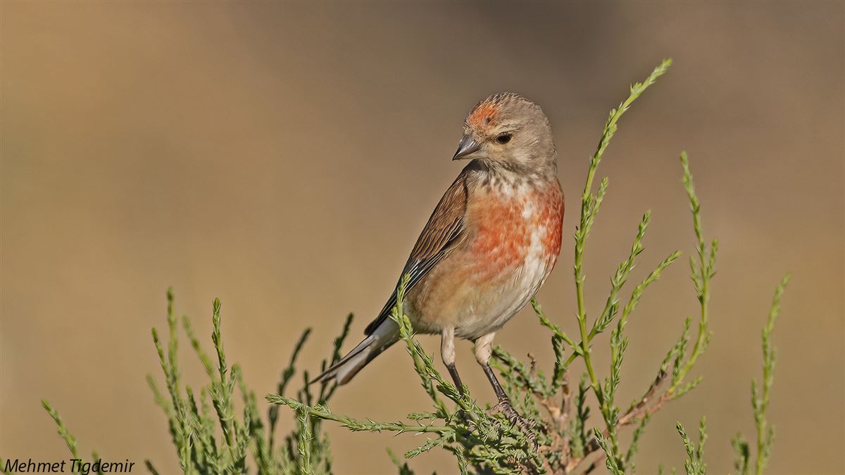 Common Linnet