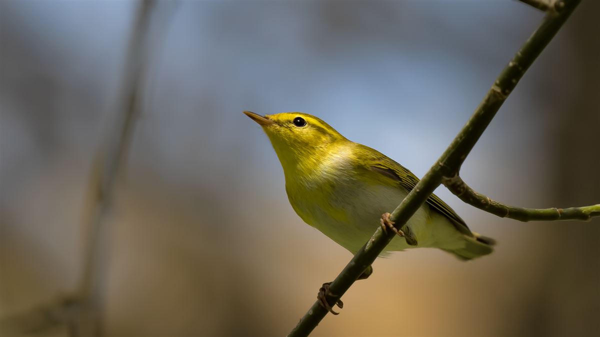 Wood Warbler