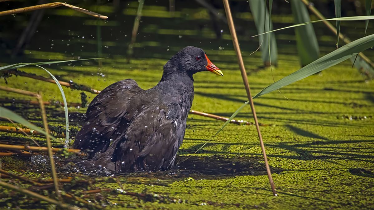 Common Moorhen