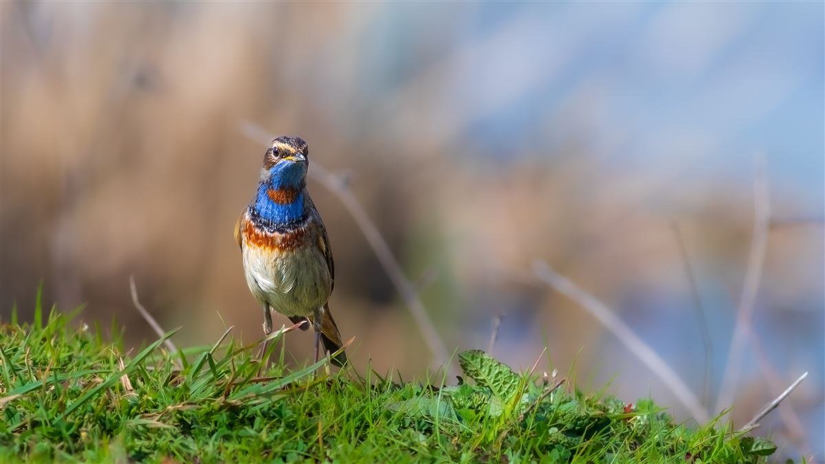 Bluethroat