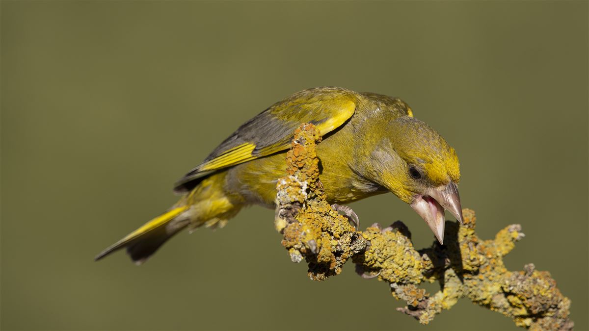 European Greenfinch