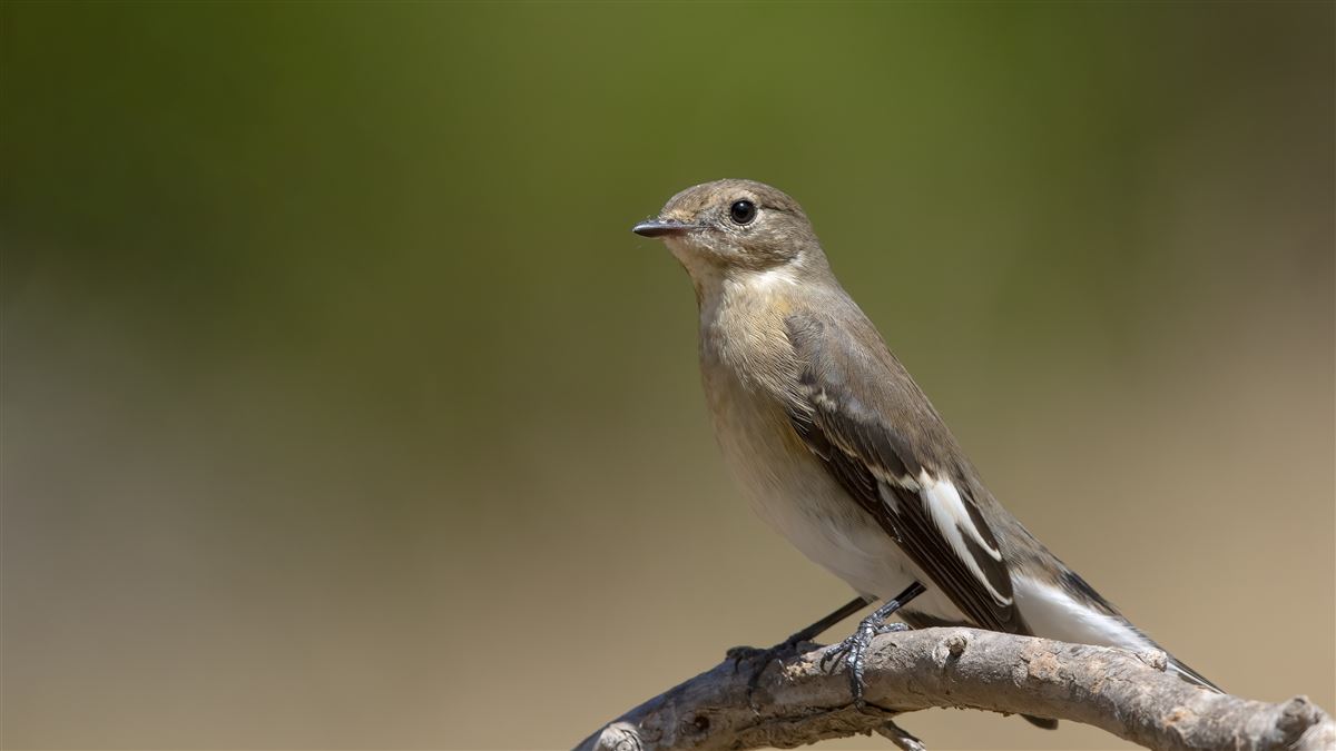 Semicollared Flycatcher