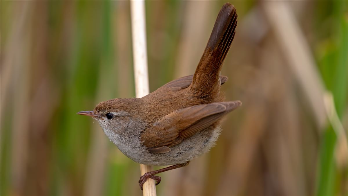 Cetti`s Warbler