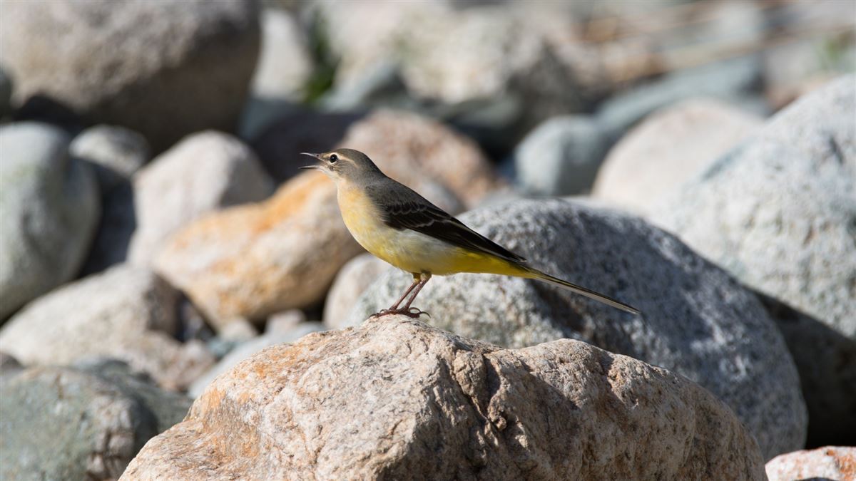 Grey Wagtail
