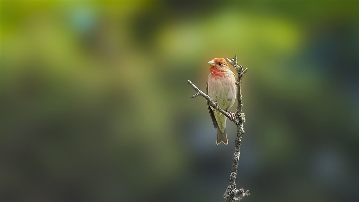 Common Rosefinch