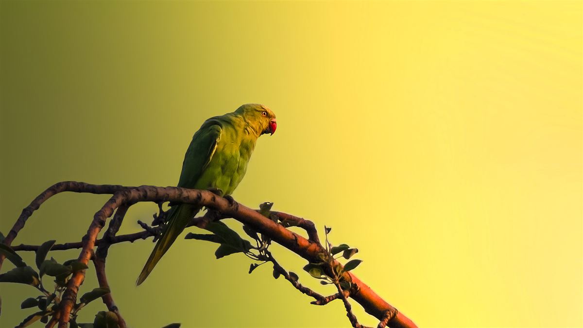 Rose-ringed Parakeet