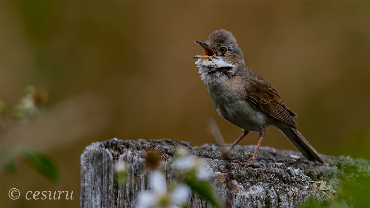 Common Whitethroat