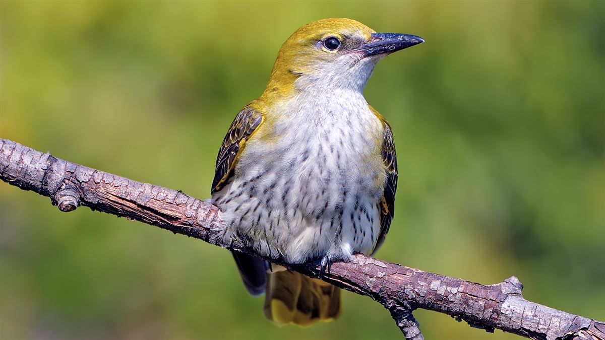 Eurasian Golden Oriole