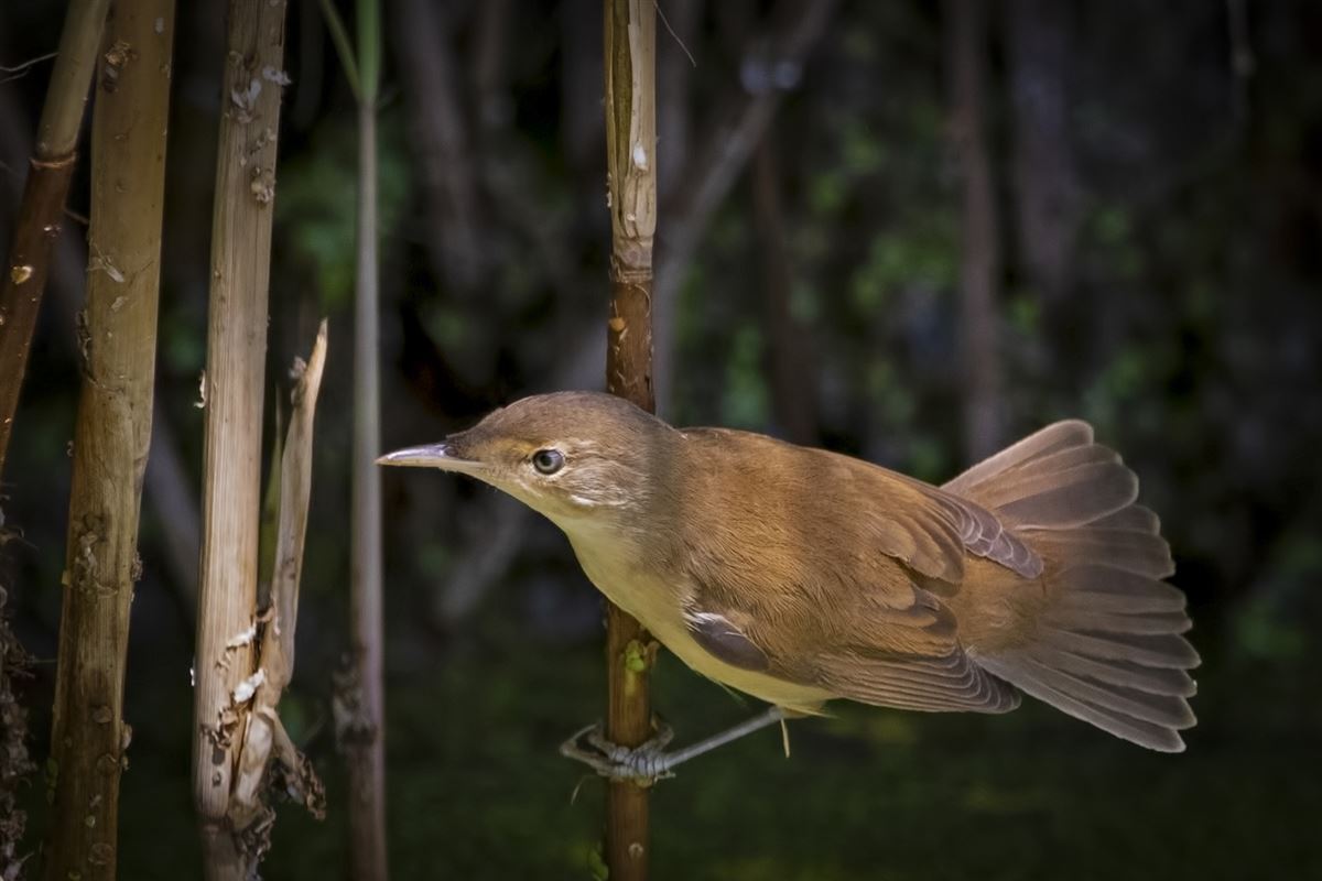 Common Reed Warbler