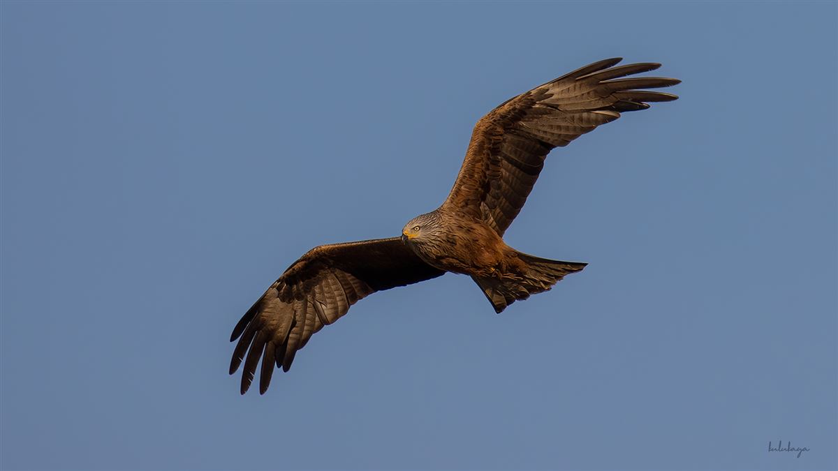 Black Kite