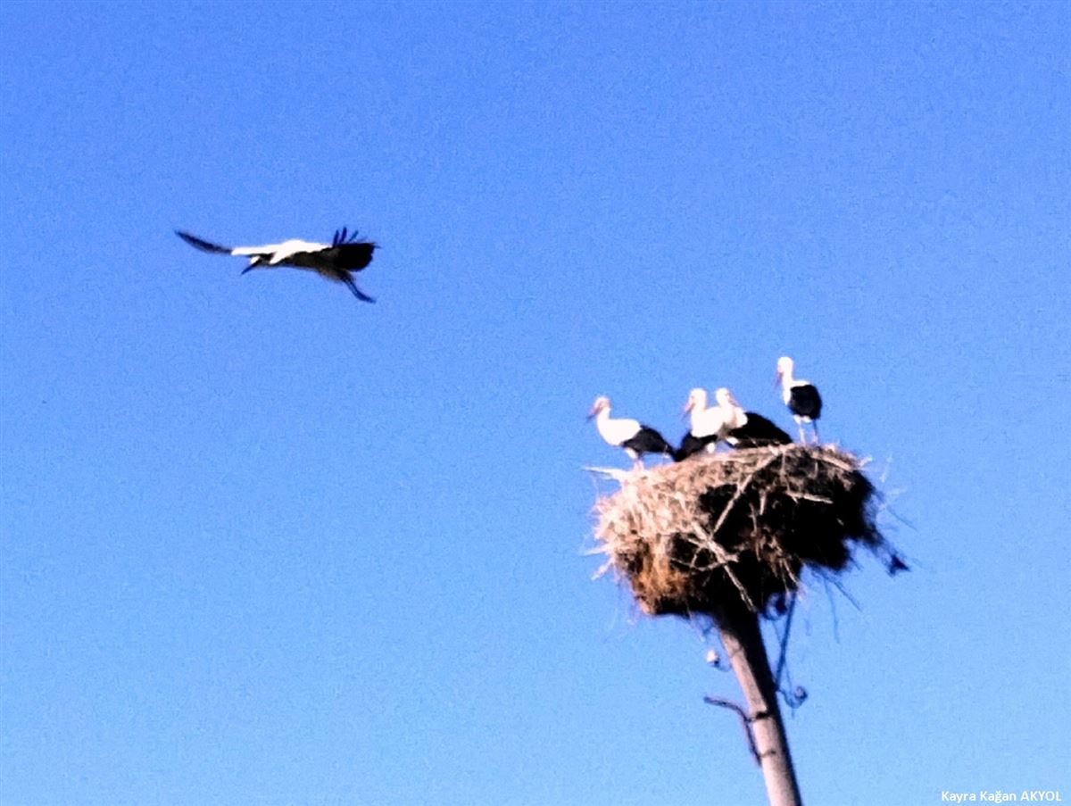 White Stork