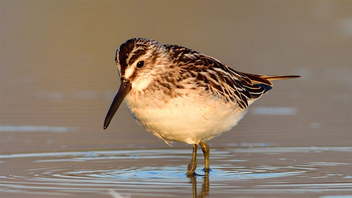 Broad-billed Sandpiper