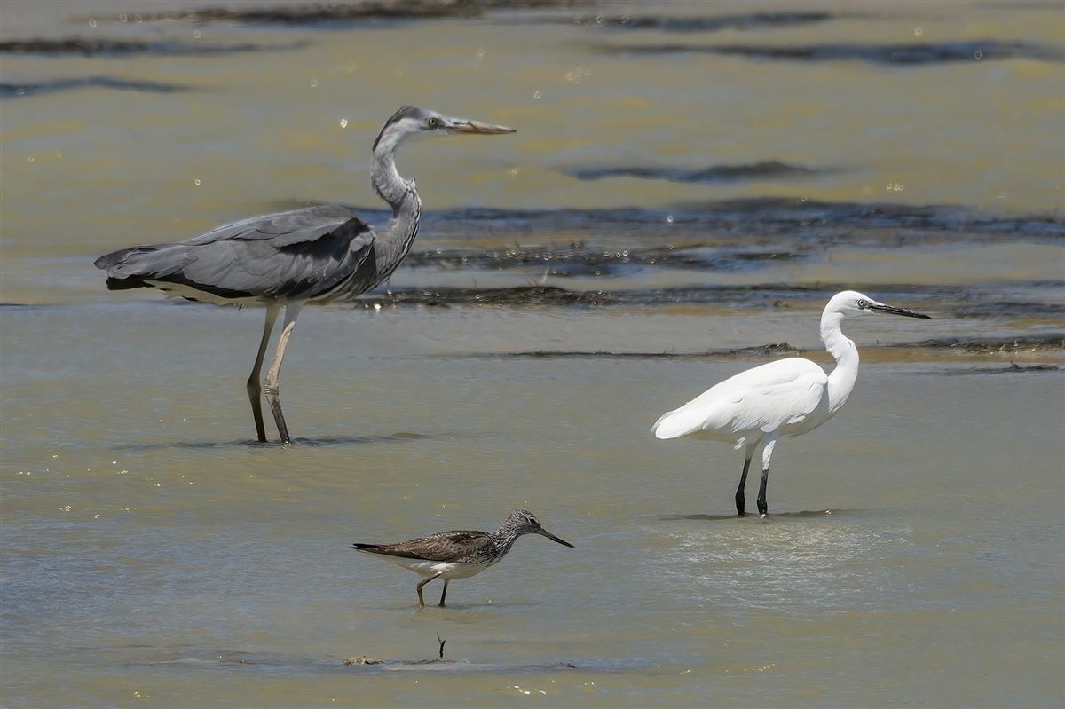 Common Greenshank
