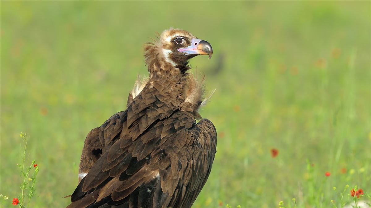Cinereous Vulture
