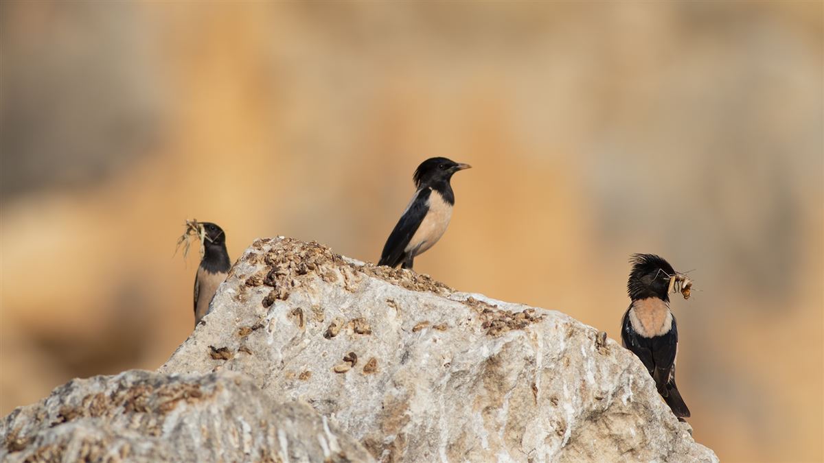 Rosy Starling