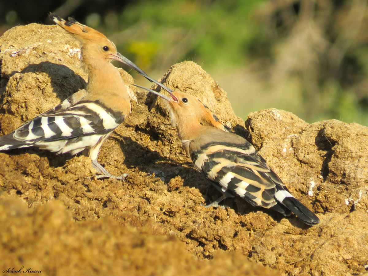 Common Hoopoe