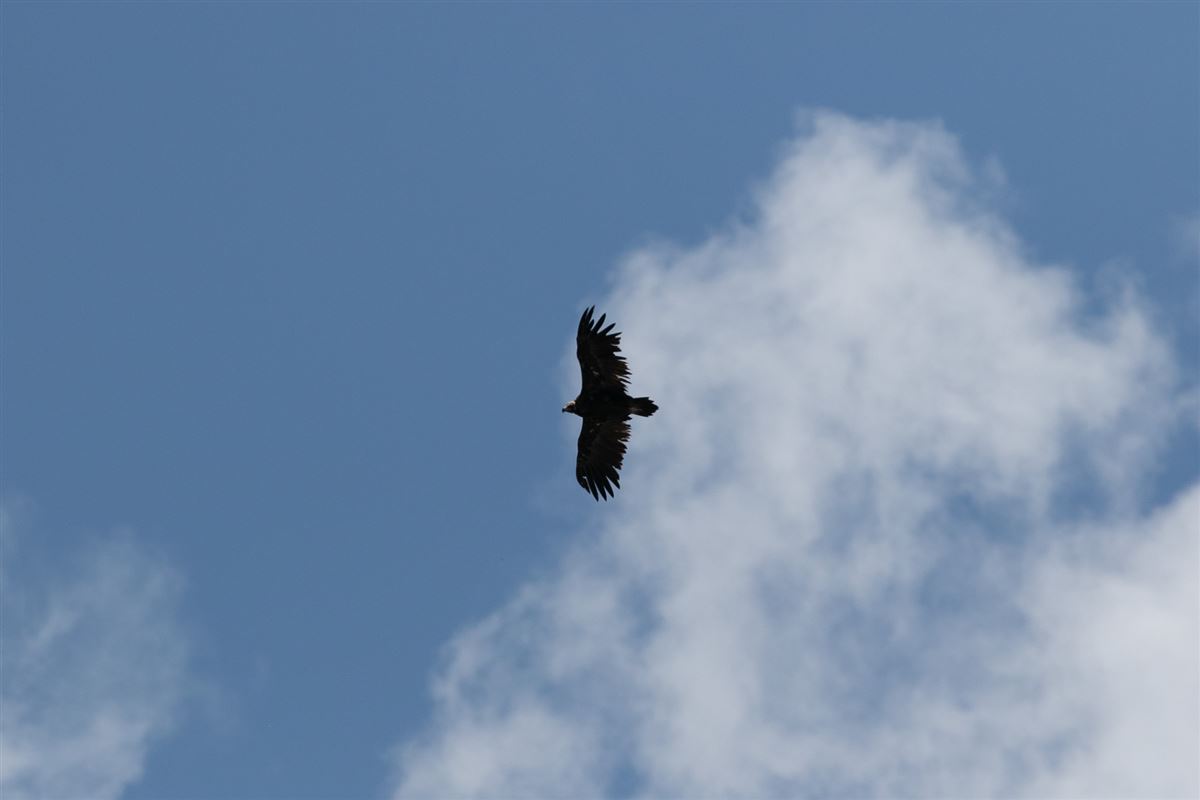 Cinereous Vulture