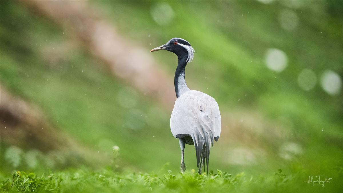 Demoiselle Crane