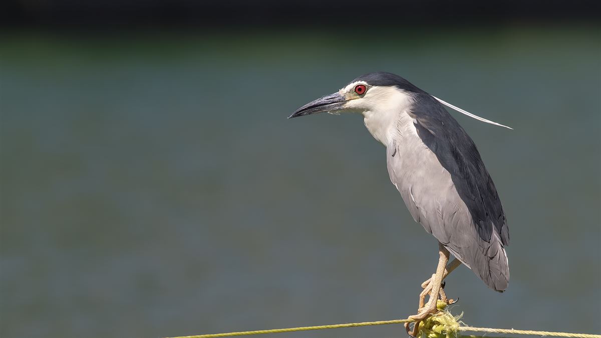 Black-crowned Night Heron