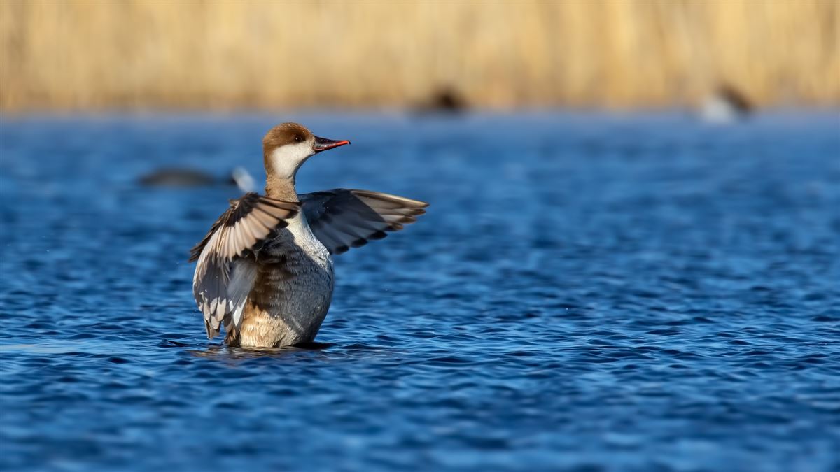Red-crested Pochard