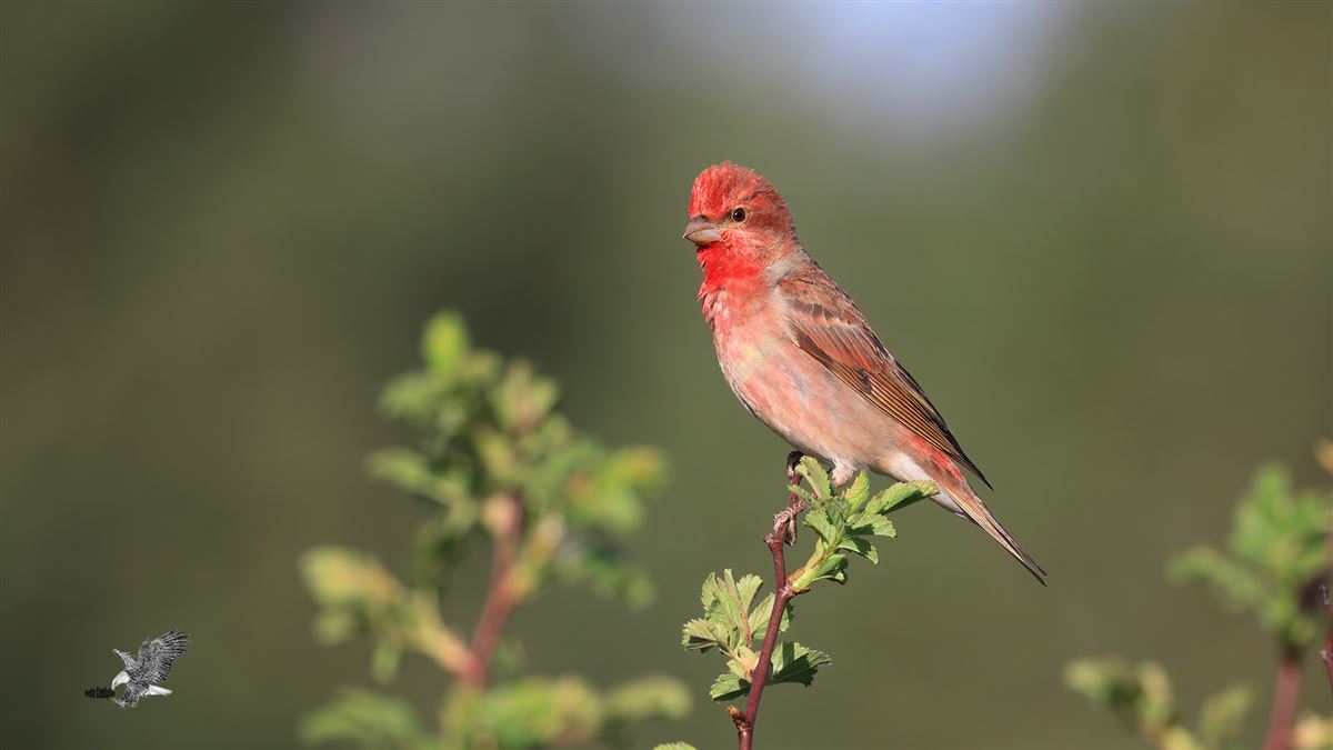 Common Rosefinch