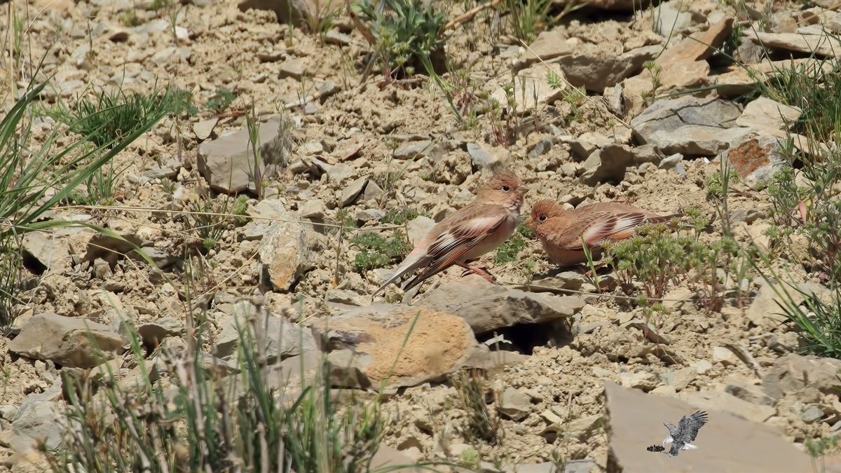 Mongolian Finch