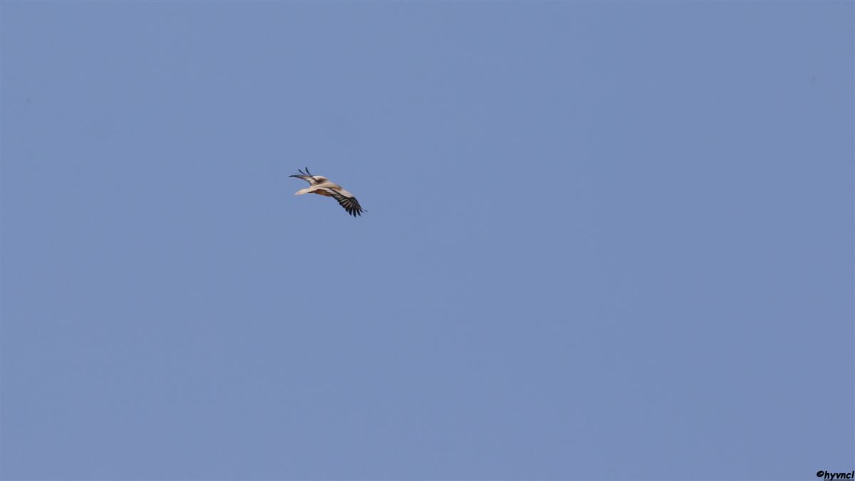 Egyptian Vulture