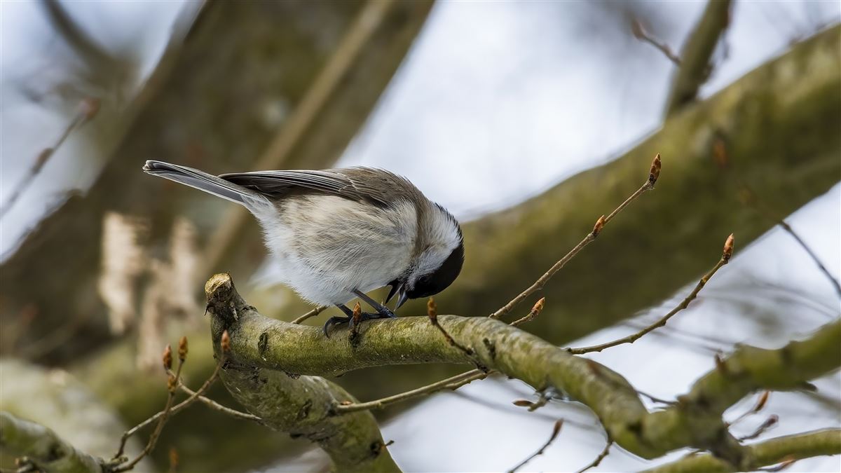 Marsh Tit