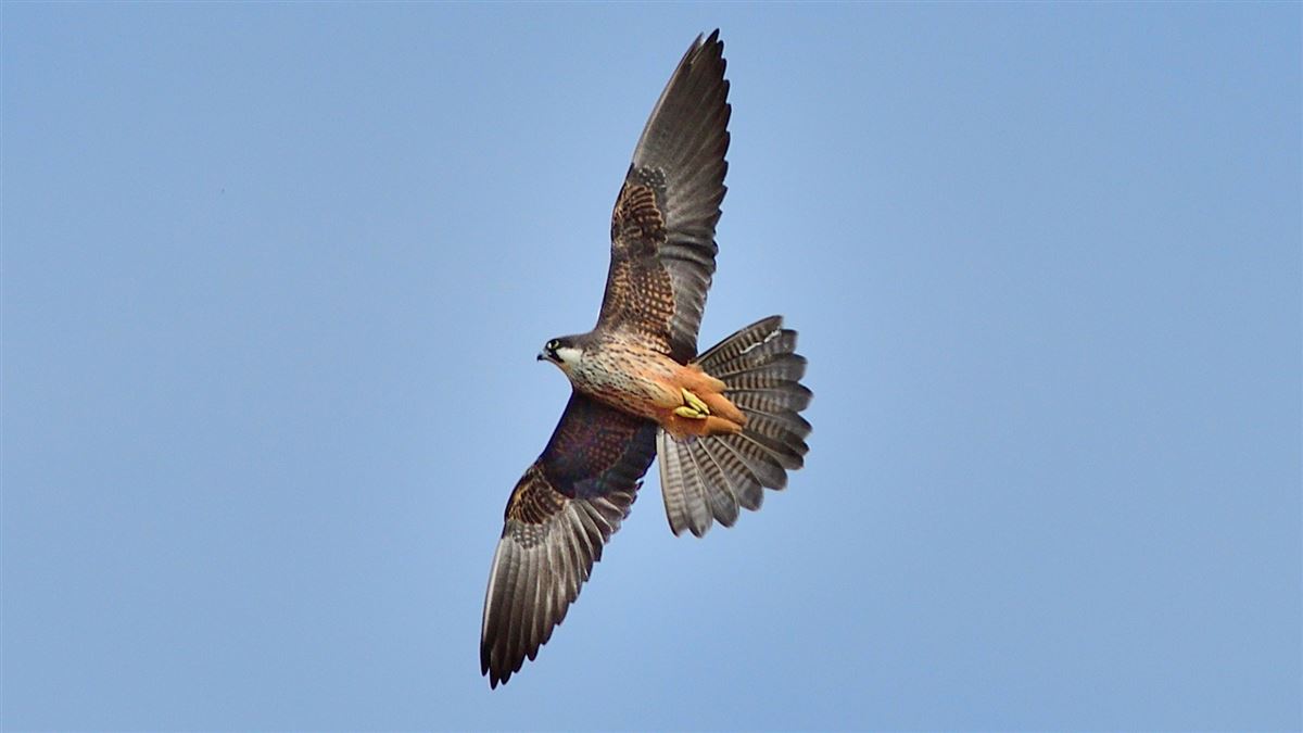 Eleonora`s Falcon
