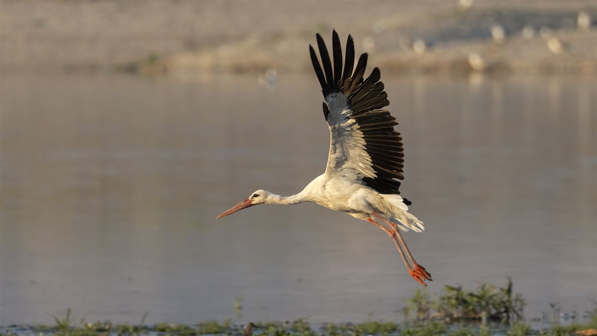 White Stork