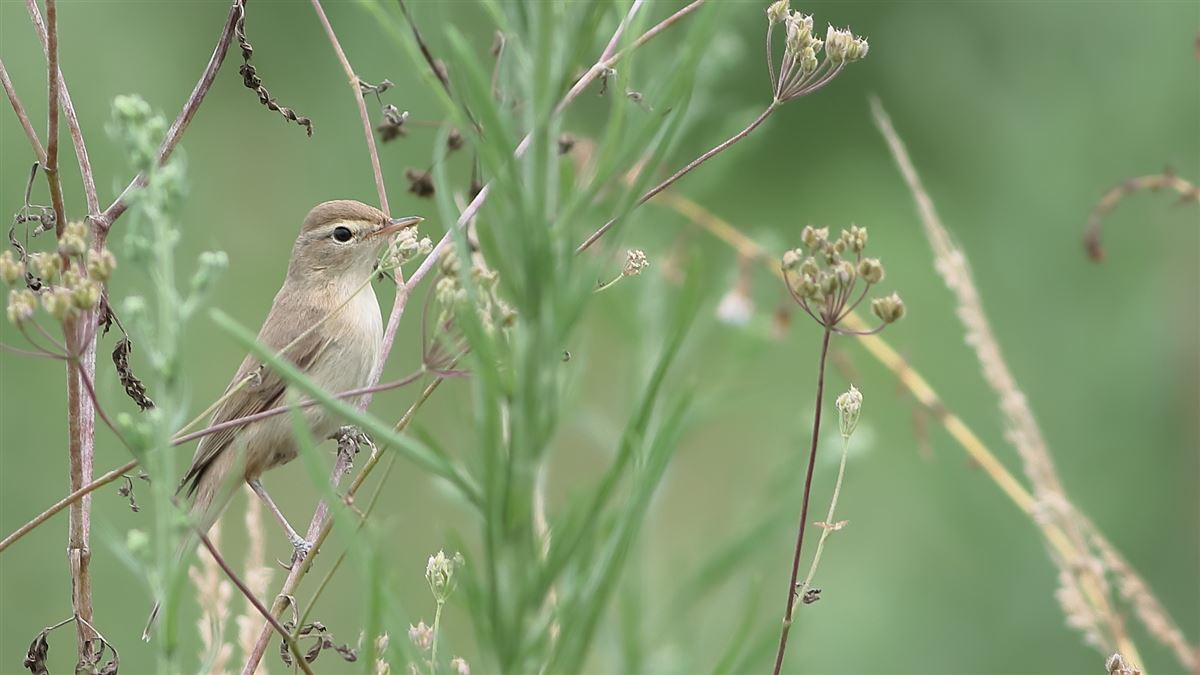 Booted Warbler