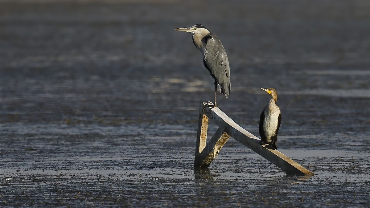 Grey Heron