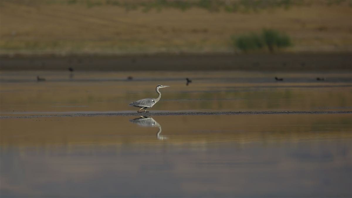 Grey Heron
