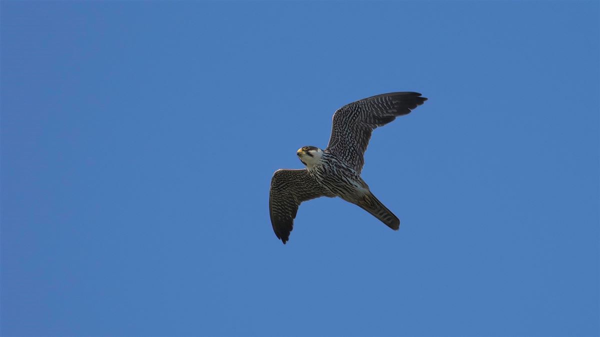 Eurasian Hobby
