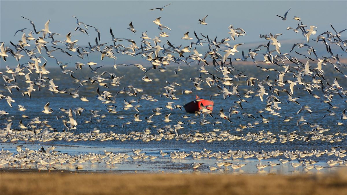 Black-headed Gull