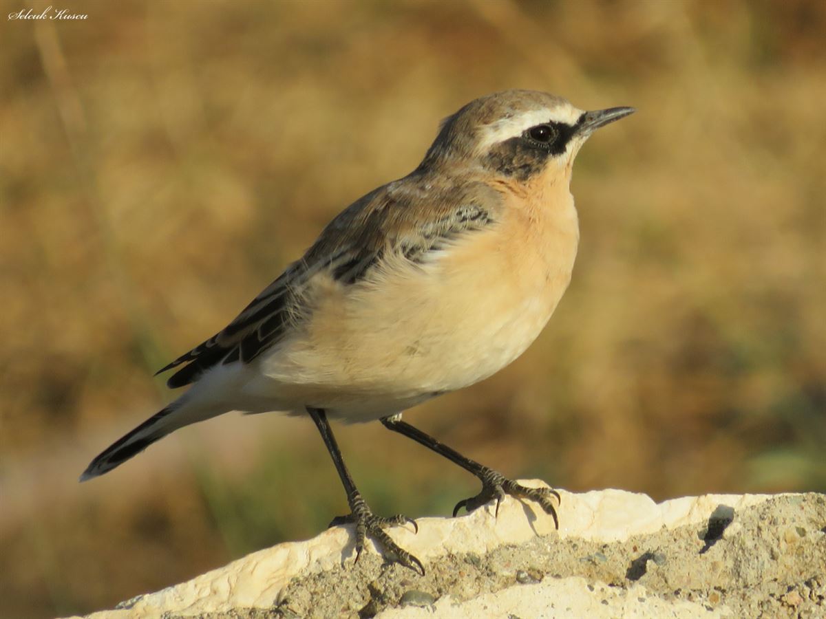 Northern Wheatear
