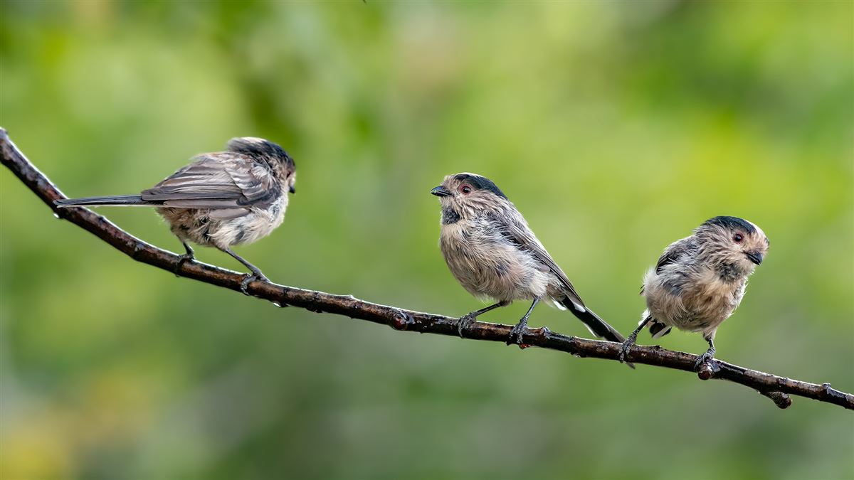 Long-tailed Tit