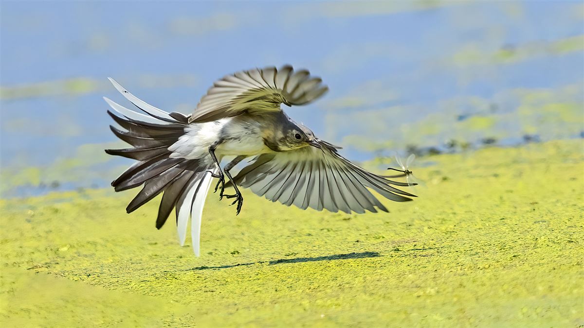 White Wagtail