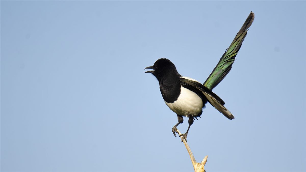 Eurasian Magpie