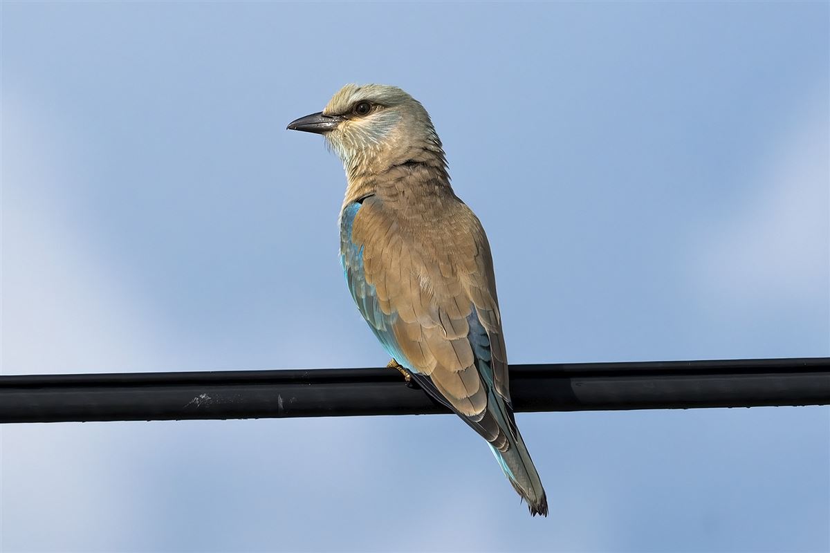 European Roller
