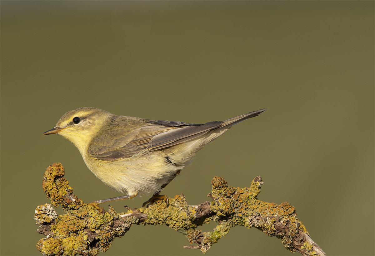 Willow Warbler