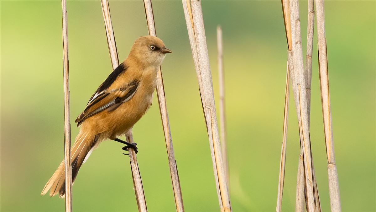 Bearded Reedling