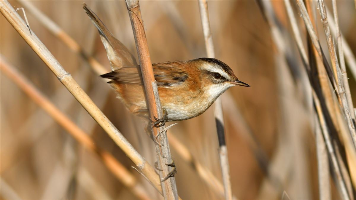 Moustached Warbler