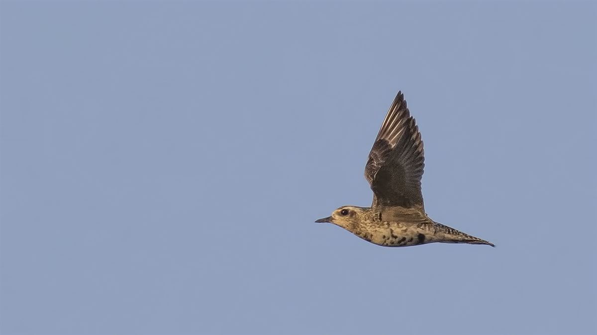 Pacific Golden Plover