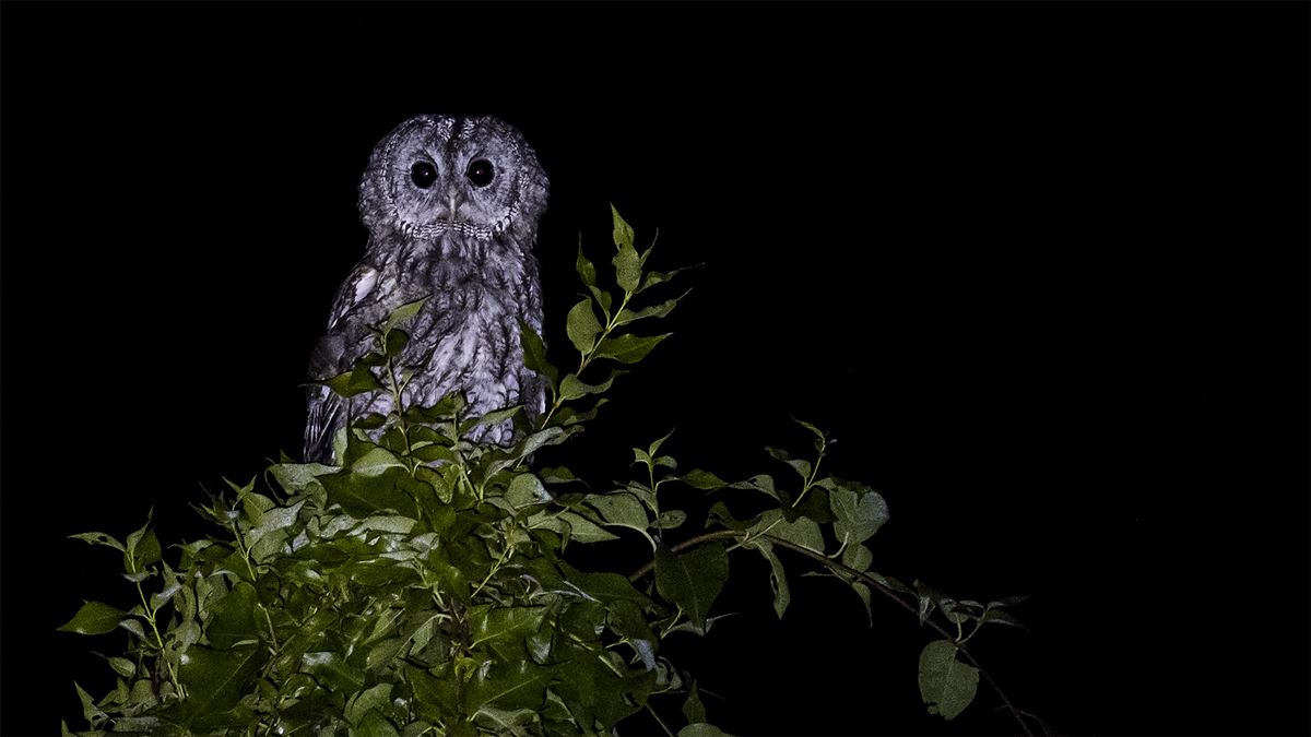 Tawny Owl