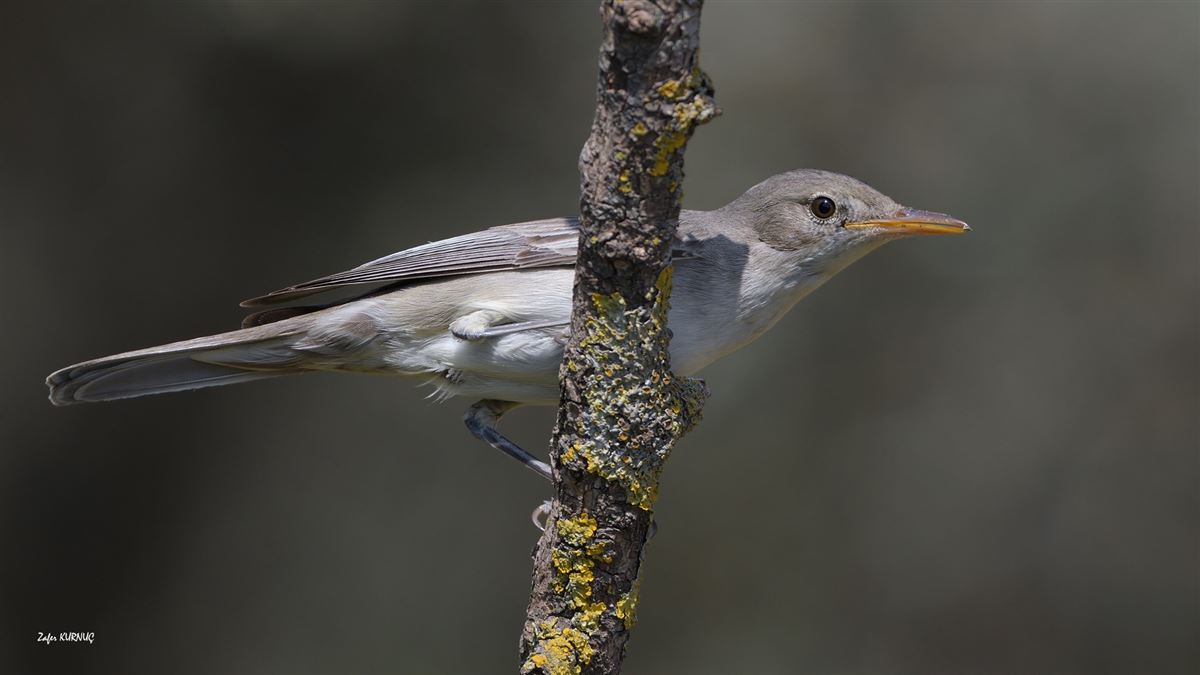Olive-tree Warbler