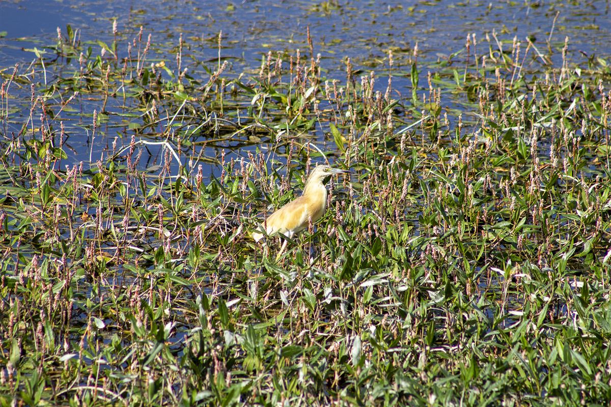 Squacco Heron