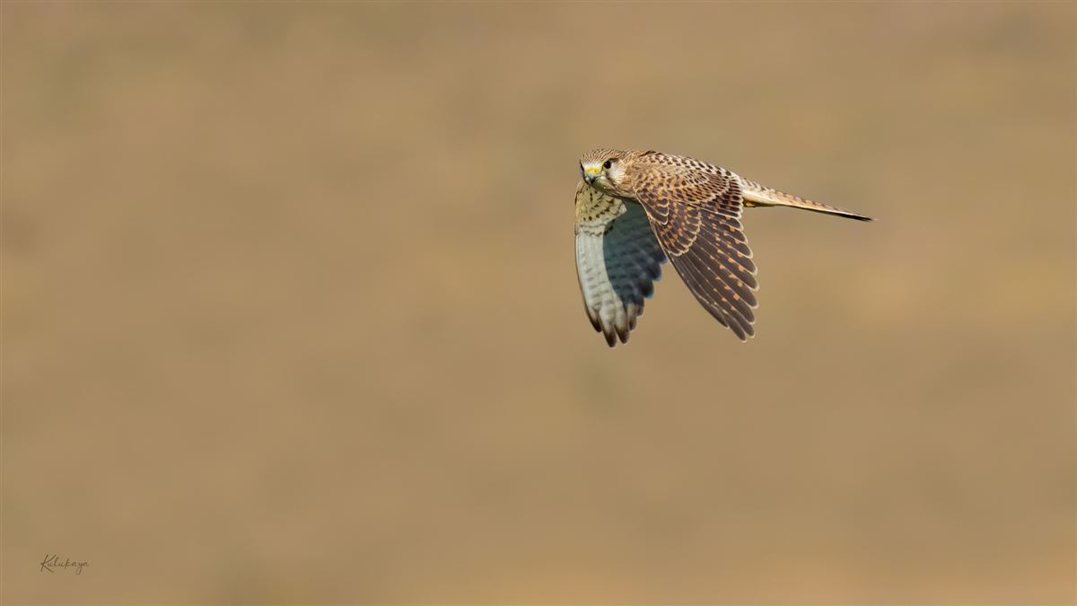 Common Kestrel