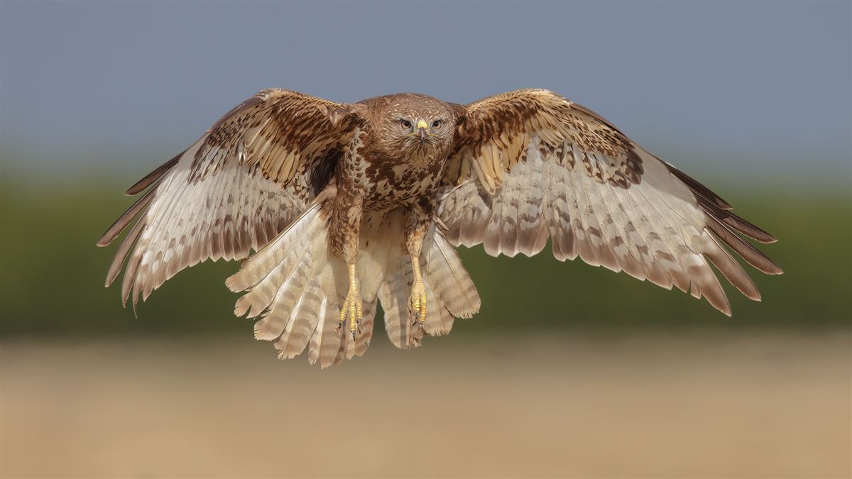 Common Buzzard