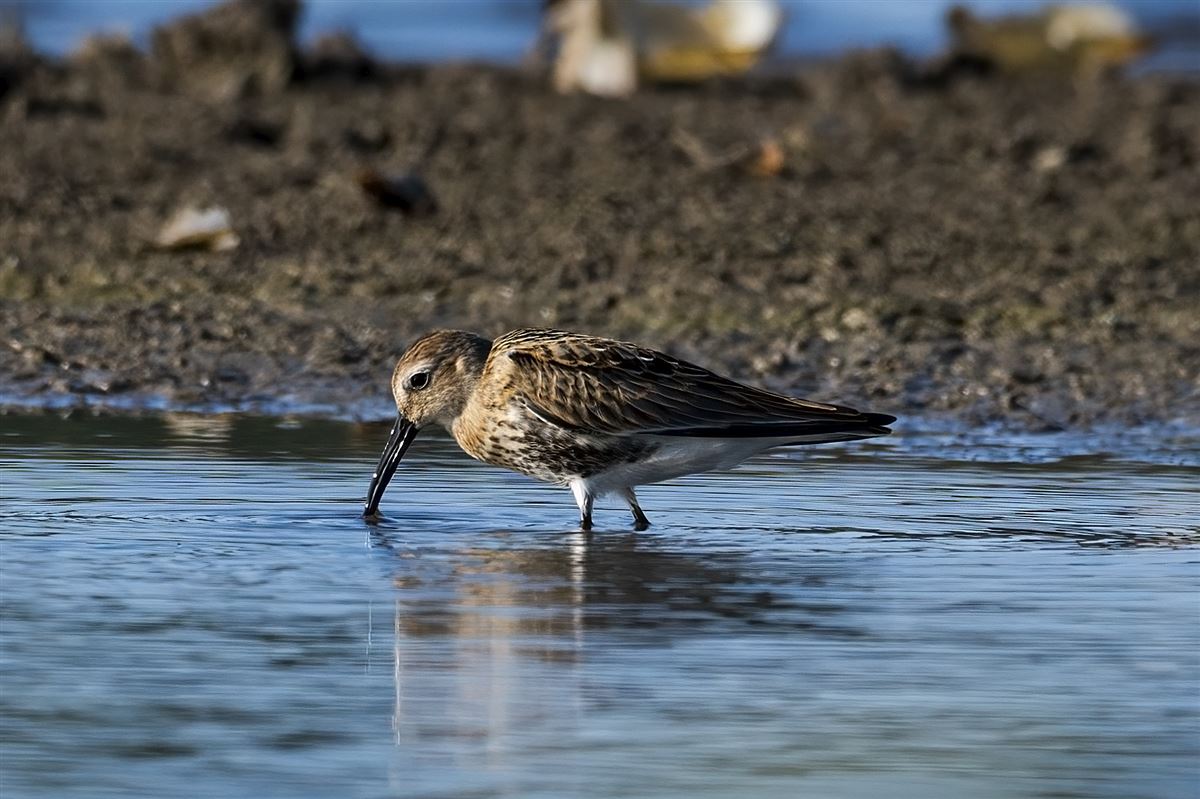 Dunlin